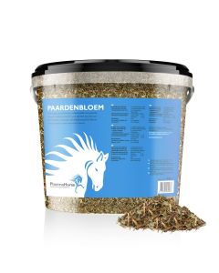 Pissenlit cheval