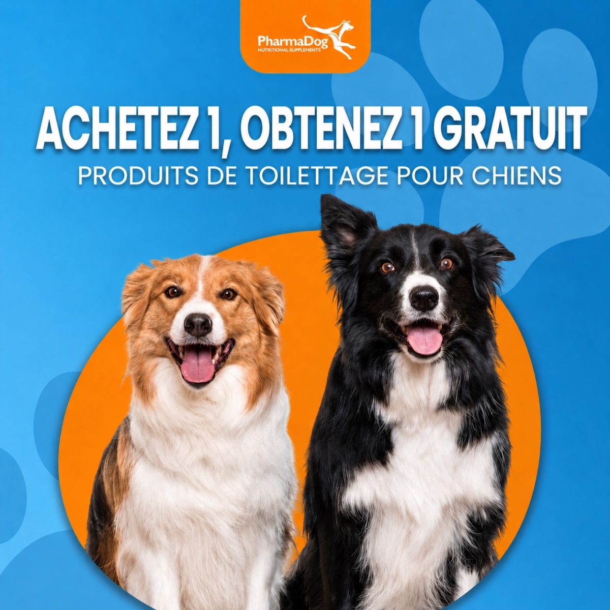 1_1_hond